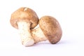 mushroom isolate Royalty Free Stock Photo