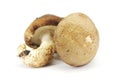 Mushroom Royalty Free Stock Photo