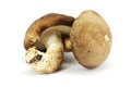 Mushroom Royalty Free Stock Photo