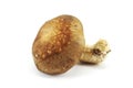 Mushroom Royalty Free Stock Photo