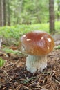 Mushroom king bolete Royalty Free Stock Photo