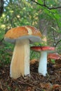 Mushroom king bolete and russula Royalty Free Stock Photo