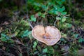 Mushroom lactarius deliciosus in an autumn forest