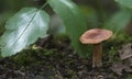 Mushroom Lactarius tabidus on a stump Royalty Free Stock Photo