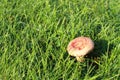 Mushroom Lactarius torminosus Royalty Free Stock Photo