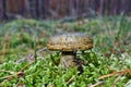 Mushroom lactarius turpis Royalty Free Stock Photo