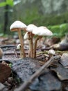 Mushroom on the land