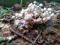Mushroom on the land of rainy season