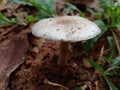 Mushroom on land white micro fungi