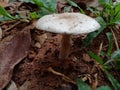 Mushroom on land white micro fungi