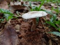 Mushroom on land white micro fungi