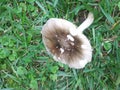 Mushroom on lawn