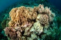 Mushroom leather coral in Banda, Indonesia underwater photo Royalty Free Stock Photo