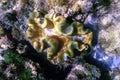 Mushroom leather coral Sarcophyton glaucum underwater Royalty Free Stock Photo