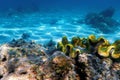 Mushroom leather coral Sarcophyton glaucum underwater Royalty Free Stock Photo