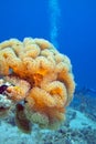 Mushroom leather coral in tropical sea, underwater Royalty Free Stock Photo