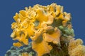 Mushroom leather coral in tropical sea, underwater Royalty Free Stock Photo