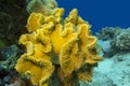 Mushroom leather coral in tropical sea, underwater Royalty Free Stock Photo