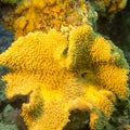 Mushroom leather coral in tropical sea, underwater Royalty Free Stock Photo