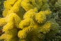 Mushroom leather coral in tropical sea, underwater Royalty Free Stock Photo