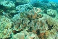 Mushroom Leather Corals on coral reef in Raja Ampat Royalty Free Stock Photo