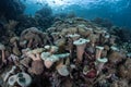 Mushroom Leather Corals in Raja Ampat Royalty Free Stock Photo