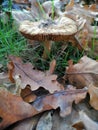 Mushroom between leaves