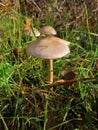 Mushroom between leaves