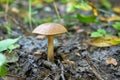 Mushroom Leccinum carpini in the autumn forest