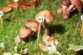 Mushroom Leccinum carpini