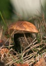 Mushroom Leccinum carpini