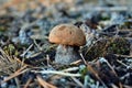 Mushroom leccinum versipelle is growing in the forest Royalty Free Stock Photo