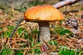 Mushroom leccinum versipelle Royalty Free Stock Photo