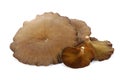 Mushroom Lentinus polychrous Lev. Royalty Free Stock Photo
