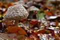 Mushroom , lepiota rhacodes Royalty Free Stock Photo