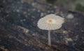 Mushroom, Leucocoprinus fragilissimus grow in moist forests. Royalty Free Stock Photo