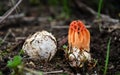 The Mushroom Life Cycle Mature Colus hirudinosus with volva and primordia formation stinkhorn fungus, rare basidiomycete mushroom Royalty Free Stock Photo