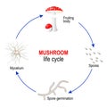 Mushroom Life Cycle From Spores To Mycelium And Fungi Fruiting Body. Amanita Muscaria