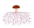 Mushroom life, growth mycelium from spore. Spore germination, mycelial expansion and formation hyphal knot. Vector