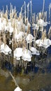 Mushroom like ice frozen on reed