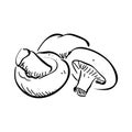 Mushroom line art vector Royalty Free Stock Photo