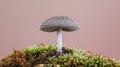 Mushroom lobster fungus hypomyces lactifluorum on soft pastel colored background