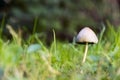 LONELY MUSHROOM