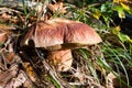 Mushroom lurid bolete Royalty Free Stock Photo