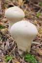 Mushroom, Lycoperdon perlatum Royalty Free Stock Photo