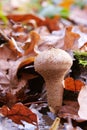 Mushroom macro