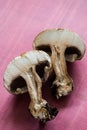 Mushroom macro cross-sections on pink background with copy space