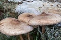 Mushroom Macrolepiota procera, Lepiote elevee, coulemelle or Parasol mushroom on the shores of the Baltic Sea Royalty Free Stock Photo