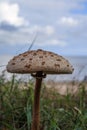 Mushroom Macrolepiota procera, Lepiote elevee, coulemelle or Parasol mushroom Royalty Free Stock Photo