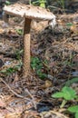 Mushroom macrolepiota procera. Mushroom similar to fly agaric.